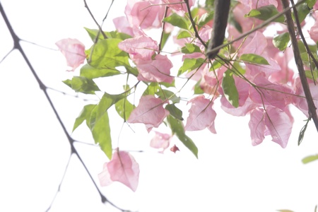 Bougainvillea flowers