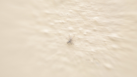 spider focussedの写真素材