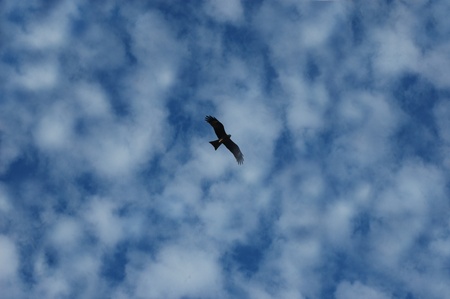 flying highの写真素材