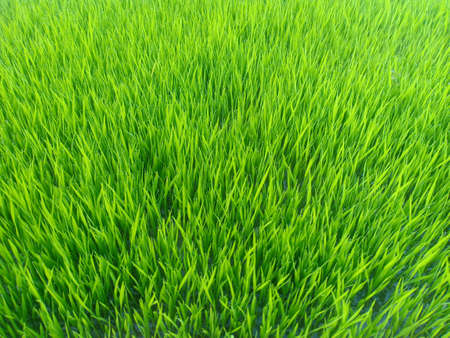 Close up of green rice seedling nursery as background textured.の写真素材