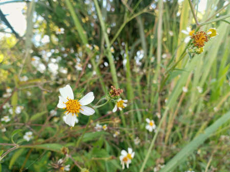 white flower with green meadow background.