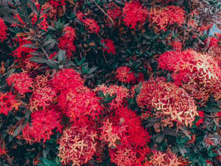 red west Indian Jasmine flowers with dark green leaves as intense color effect.の写真素材