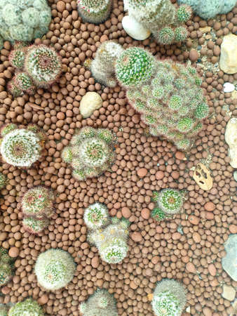 Small Mammillaria cactus with gravels.の写真素材