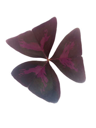 Isolated on white background of purple Oxalis triangularisÂ A. St.-Hil.