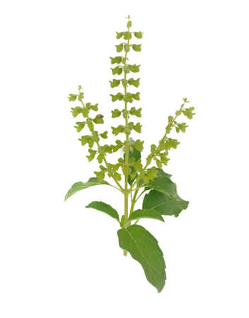 Green fresh Sweet Basil isolated on white background.の写真素材