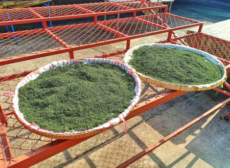 Dry green herbal leaves with brightly sunlight for thai medicine or tea.