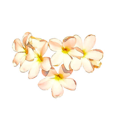 Warm tone watercolor painting technical of plumeria flowers on white background. Flowers for decorating invitation cards.の写真素材