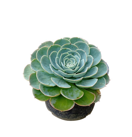 Isolated of Kalanchoe blossfeldiana Poellnitz. on white background.の写真素材