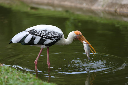 Stork catching fishの写真素材