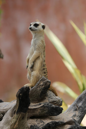 Meercatの写真素材