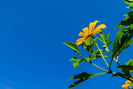 Mexican Sunflower bloom in clear blue skyの写真素材