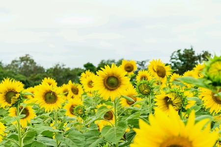 Beautiful yellow flowers, sunflower in field plantation.