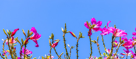 Phanera purpurea is a species of flowering plant in the family Fabaceae, native to South China and Southeast Asia.の写真素材