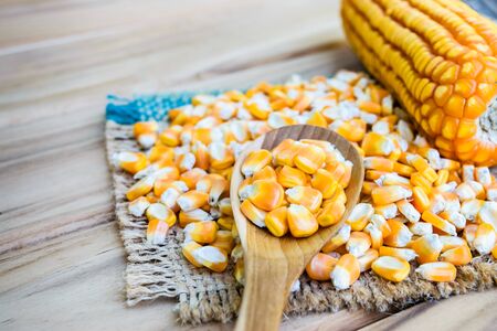 corn seed or maize corn seed pile in spoon wooden on brown sack on table wooden
