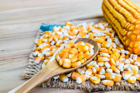corn seed or maize corn seed pile in spoon wooden on brown sack on table woodenの写真素材