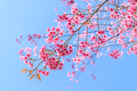 Sakura flowers blooming blossom in PhuLomLo Loei Province , Thailandの写真素材
