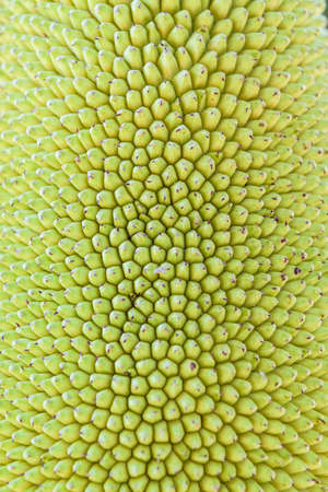 Green jackfruit on tree , Local fruit of Thailandの写真素材