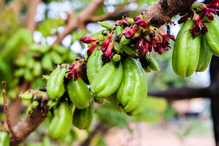 Bilimbi (Averhoa bilimbi Linn.) or cucumber fruits on treeの写真素材