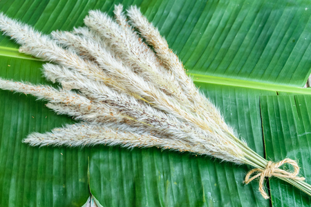 grass flower tie together on banana laefの写真素材