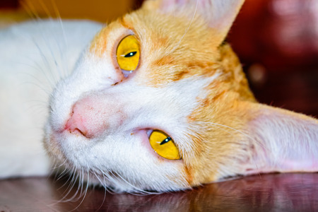 Brown kitten cat relaxing on wooden floor in hot summer dayの写真素材