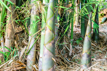 Bamboo shoots in the bamboo forestの写真素材