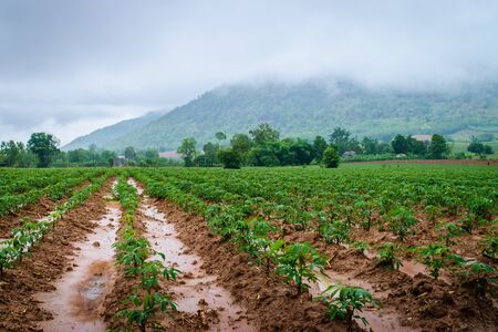 Cassava plantation farming, growing of Cassava and mountains backgroundの写真素材