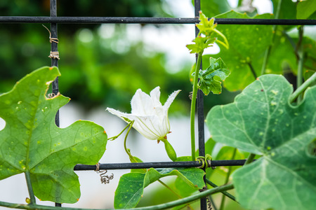 Ivy gourd flower on the fenceの写真素材