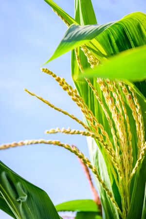 Corn field, Maize flowers with blue sky background