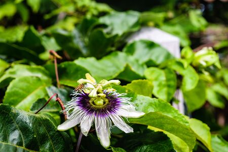 passion fruit flowerの写真素材