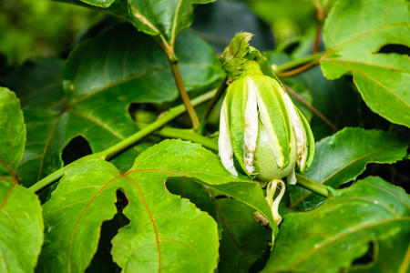 passion fruit flowerの写真素材