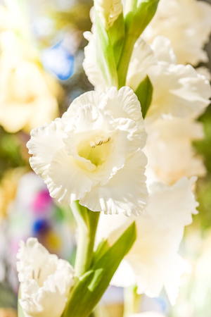 Soft blur of gladiolus flowers with blurred floral backgroundの写真素材