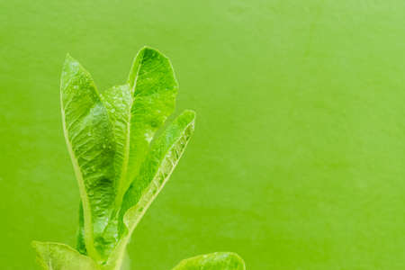 Fresh salad vegetable on green backgroundの写真素材