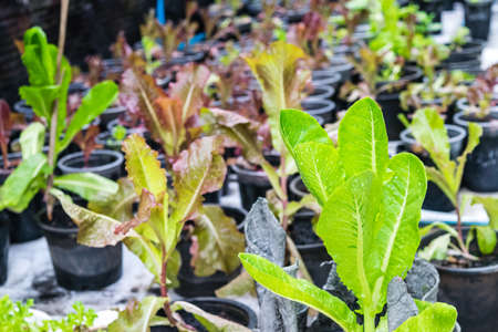 Salad vegetable planted in the gardenの写真素材