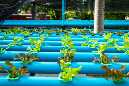 Organic hydroponic vegetable cultivation farmの写真素材