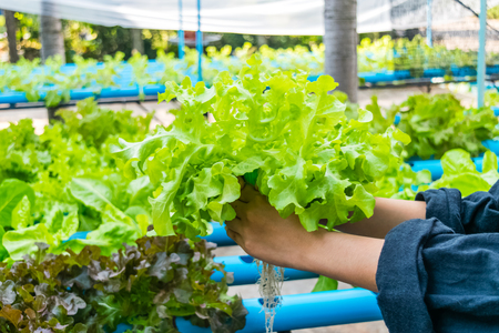 Hand of farmer hold Hydroponics vegetable in Thailand.の写真素材