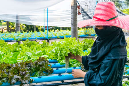 Hand of farmer hold Hydroponics vegetable in Thailand.