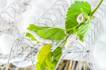 silk cocoon with silk worm on green mulberry leafの写真素材
