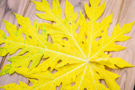 Yellow leaves of papaya on the wooden table.の写真素材
