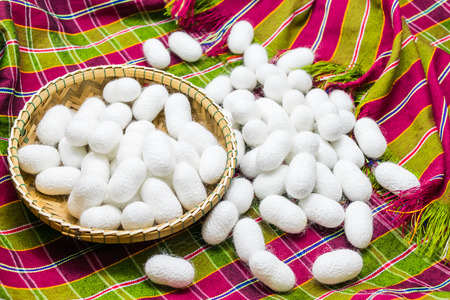 white silk cocoon on fabric silk cottonの写真素材