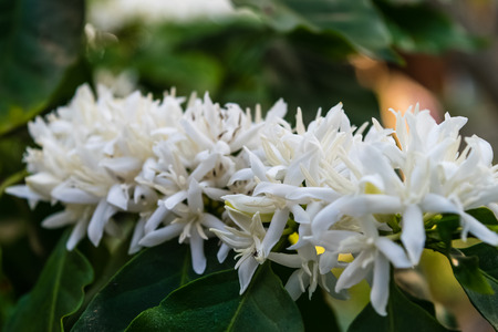 Coffee tree blossom with white color flowersの写真素材