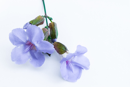 Laurel clockvine flower isolated on white backgroundの写真素材