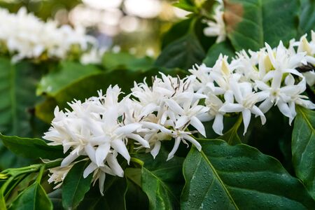Coffee tree blossom with white color flowersの写真素材