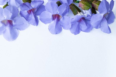 Laurel clockvine flower isolated on white backgroundの写真素材