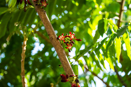 Averrhoa bilimbi flowers on treeの写真素材