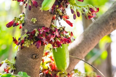 Averrhoa bilimbi flowers on treeの写真素材