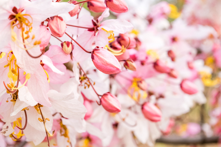Pink flower of Wishing tree, pink shower, cassia bakeriana craib. Thailand.の写真素材