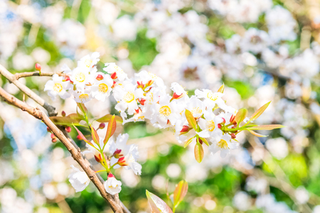 Guttiferae flower blossom on tree, Thai herbの写真素材