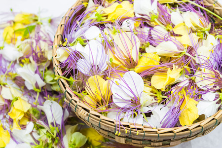 Crateva religiosa flower in bamboo basket isolated on white backgroundの写真素材
