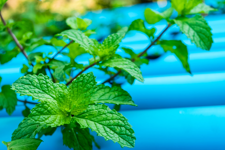 Green Peppermint trees planted by Hydroponic farm