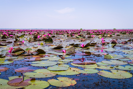 The sea of red lotus in upcountry Thailandの写真素材